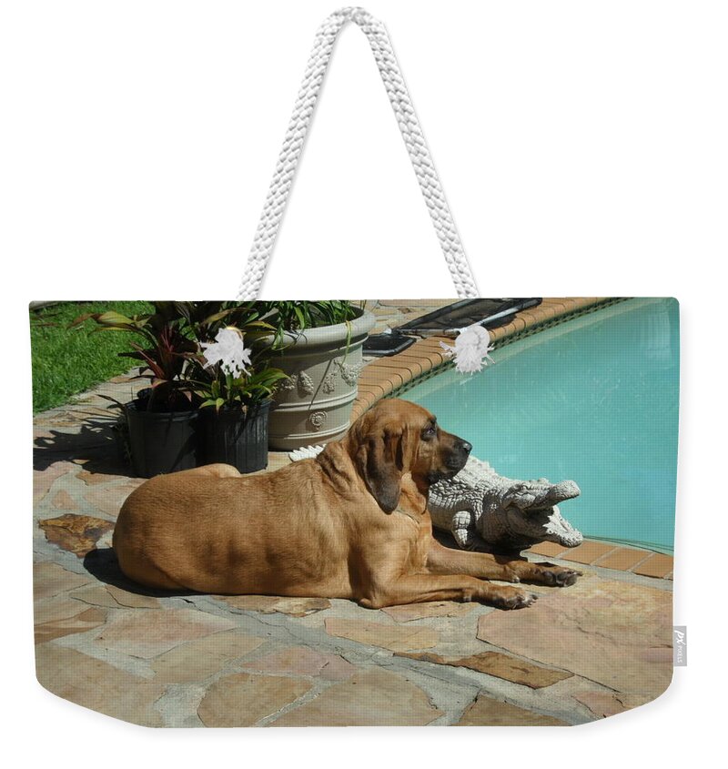 Bloodhound Weekender Tote Bag featuring the photograph Sunning by Val Oconnor