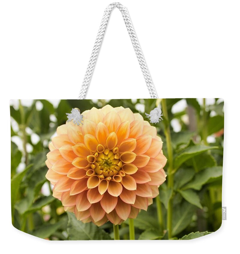 Dahlia Weekender Tote Bag featuring the photograph Sunny Dahlia by Brian Eberly