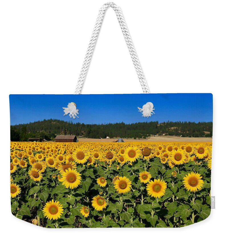 Sunny Sunflower Field Weekender Tote Bag featuring the photograph Sunny Sunflower field by Lynn Hopwood