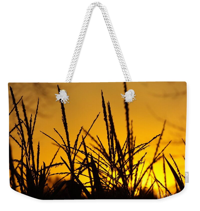 Corn Weekender Tote Bag featuring the photograph Sunset Corn by Erick Schmidt