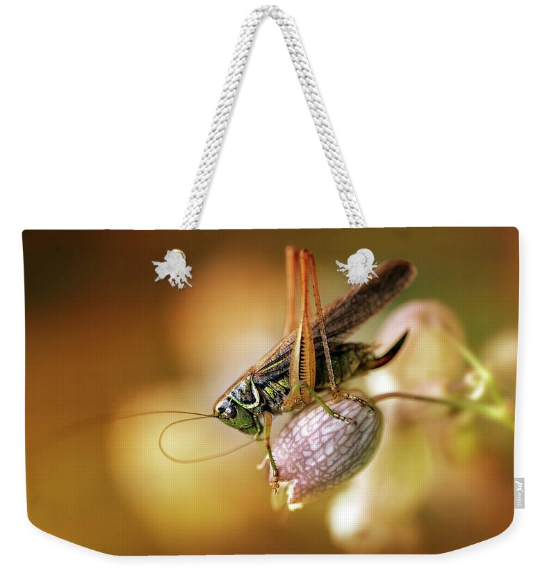 Macro Weekender Tote Bag featuring the photograph Sunset with a big grasshoper by Jaroslaw Blaminsky