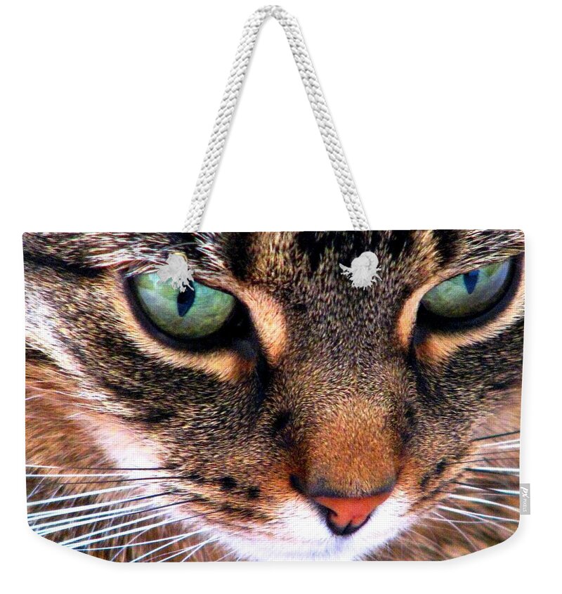 Cats Weekender Tote Bag featuring the photograph Surmising by Angela Davies