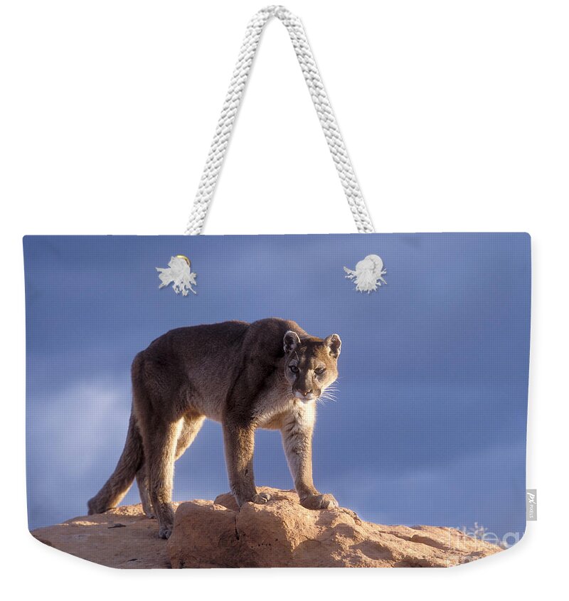 Cougar Weekender Tote Bag featuring the photograph Surveying the Territory by Sandra Bronstein