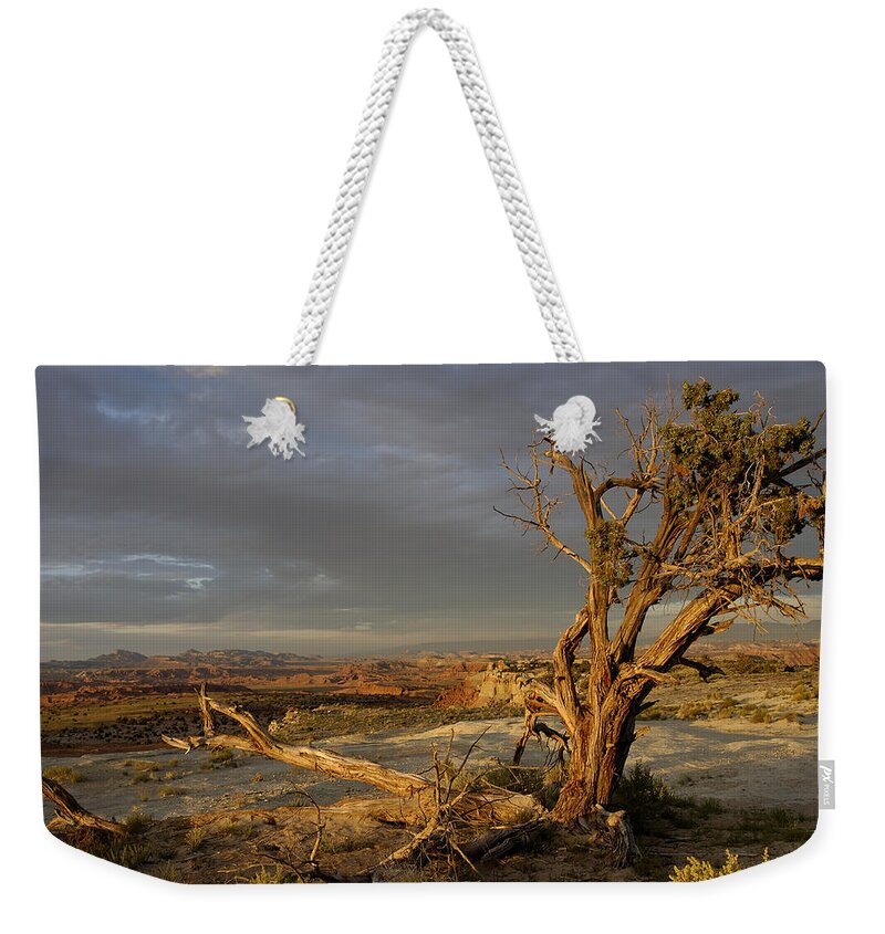 Landscape Weekender Tote Bag featuring the photograph Survivor by DArcy Evans
