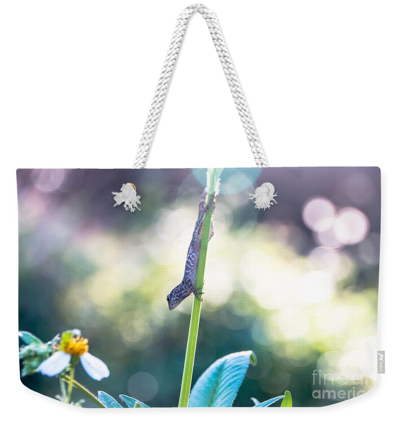 Animal Weekender Tote Bag featuring the photograph Suspended headlong lizard by Amanda Mohler
