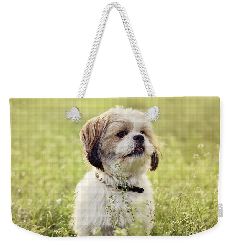 Dog Weekender Tote Bag featuring the photograph Sute small dog by Jelena Jovanovic