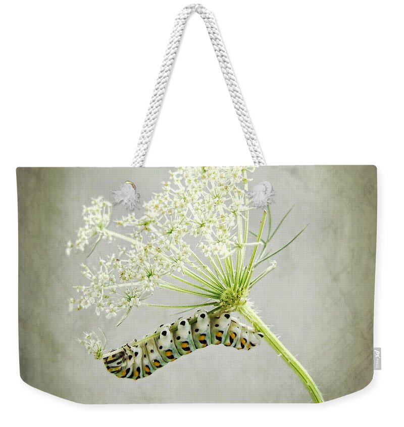 Papilio Polyxenes Weekender Tote Bag featuring the photograph Swallowtail Caterpillar on Queen Anne's Lace by Louise Kumpf