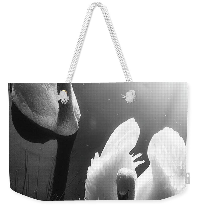 Swan Weekender Tote Bag featuring the photograph Swan Lake In Winter - Kingsbury Nature by John Edwards