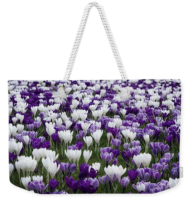 Purple Weekender Tote Bag featuring the photograph Swathes of Crocuses by Shirley Mitchell