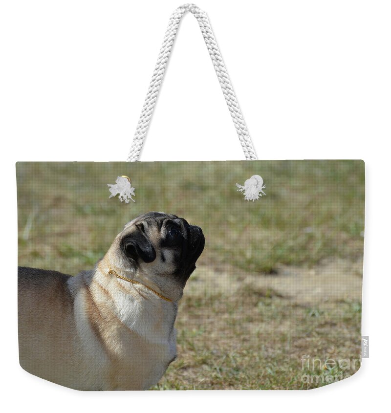 Pug Weekender Tote Bag featuring the photograph Sweet Face of a Pug Dog by DejaVu Designs