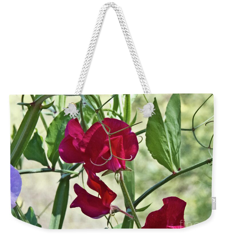 Boyce Thompson Arboretum Weekender Tote Bag featuring the photograph Sweet Peas in the Shade by Kathy McClure