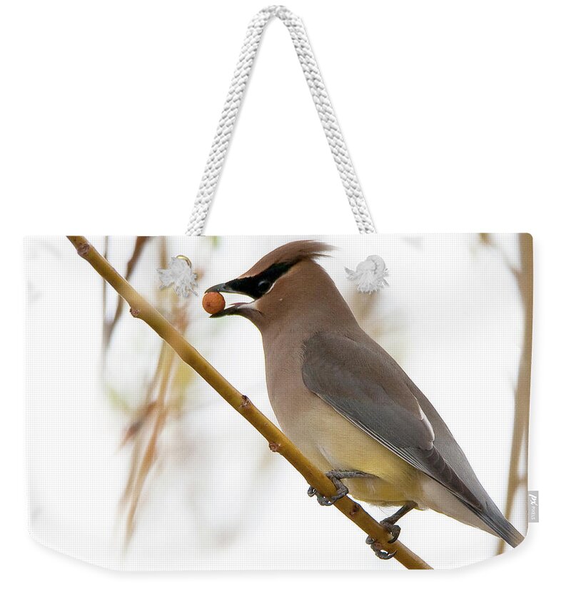 Cedar Wax Wing With Berry Weekender Tote Bag featuring the photograph Sweet Treat by Bon and Jim Fillpot