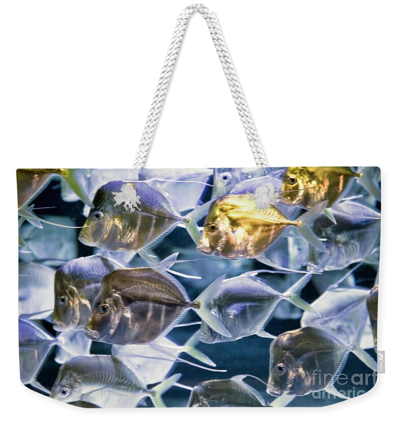 Color Fish Weekender Tote Bag featuring the photograph Swirling Fish Tank Aquarium by Chuck Kuhn