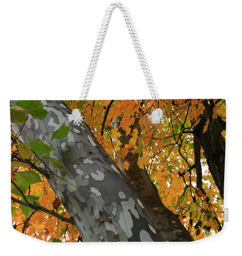 Plant Weekender Tote Bag featuring the photograph Sycamore Tree in October by Karen Adams