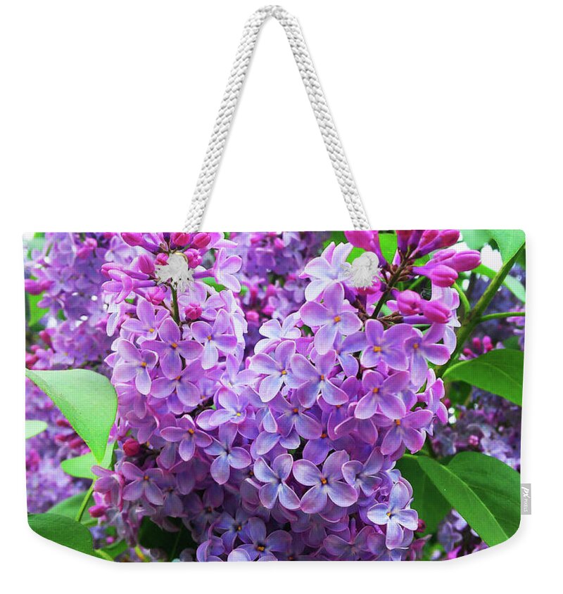 Pink Lilac Weekender Tote Bag featuring the photograph Syringa by Jasna Dragun