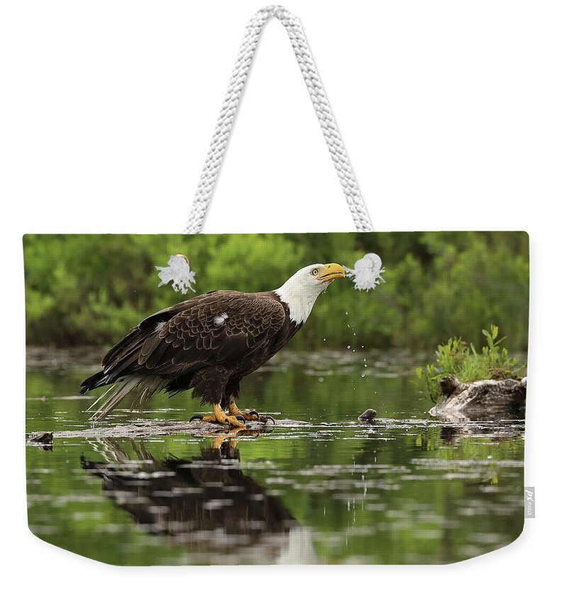 Eagle Weekender Tote Bag featuring the photograph Taking a Drink by Duane Cross