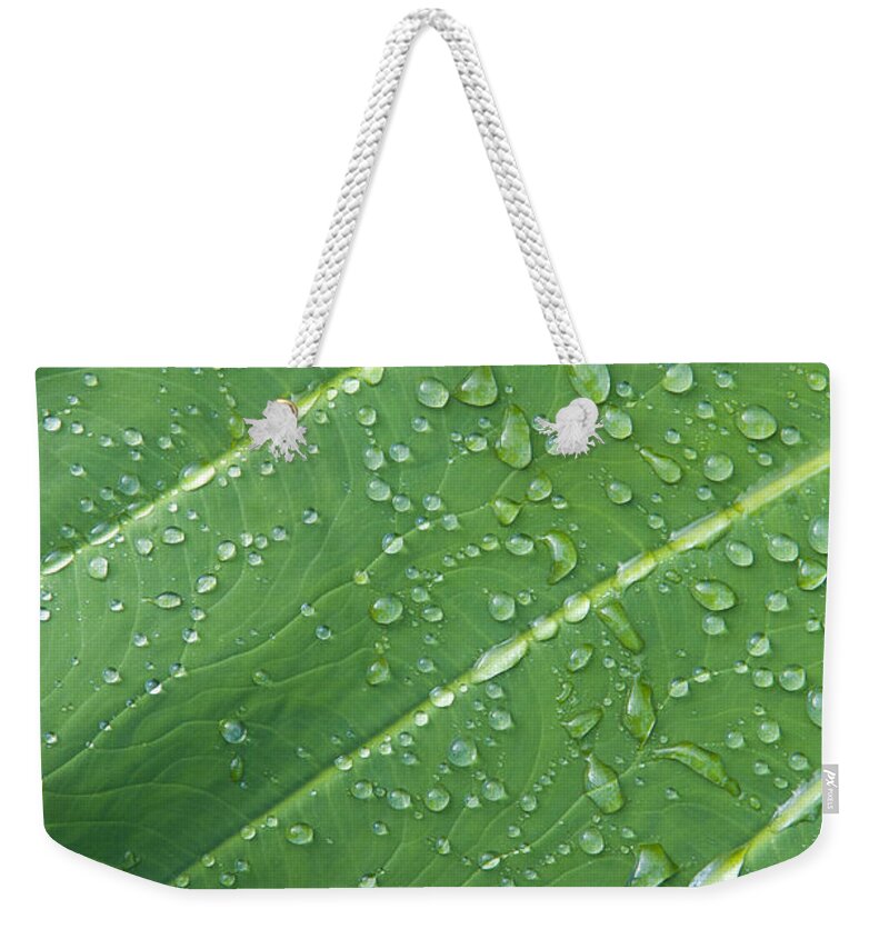 Afternoon Weekender Tote Bag featuring the photograph Taro Leaf with Water Droplets by Greg Vaughn - Printscapes