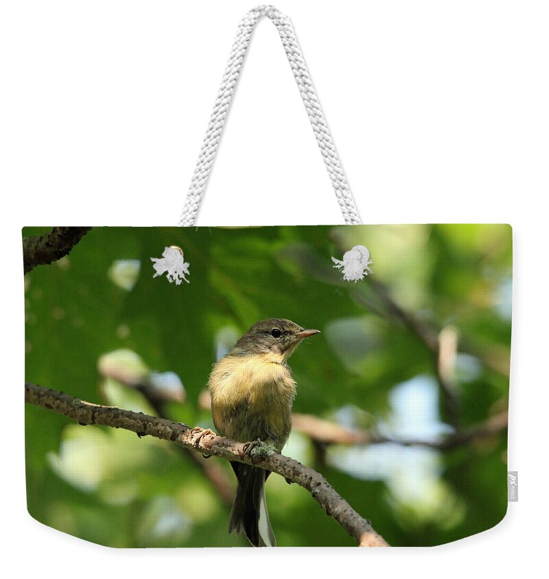 Tennessee Warbler Weekender Tote Bag featuring the photograph Tennessee Warbler by Debbie Oppermann