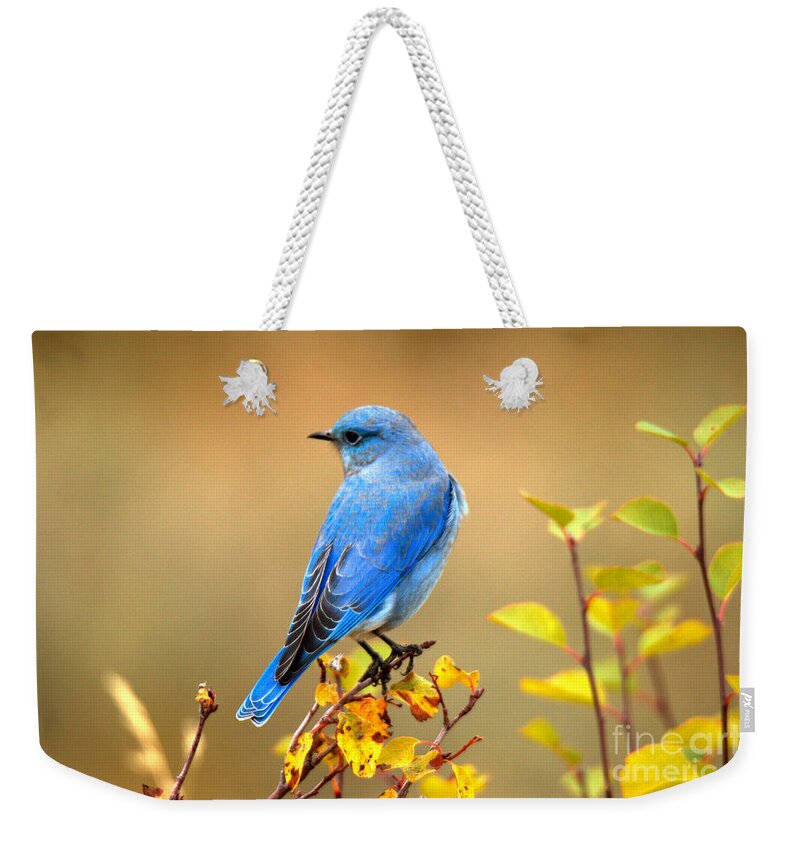 Bluebird Weekender Tote Bag featuring the photograph Teton Mountain Bluebird by Adam Jewell
