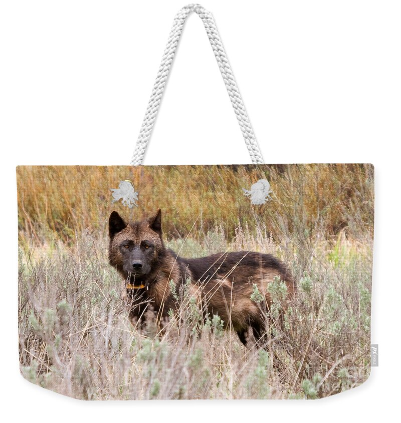 Yellowstone Weekender Tote Bag featuring the photograph Teton Wolf by Steve Stuller