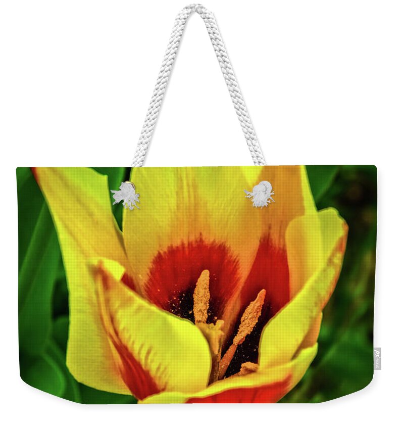 Plants Weekender Tote Bag featuring the photograph The Bicolor Tulip by Robert Bales