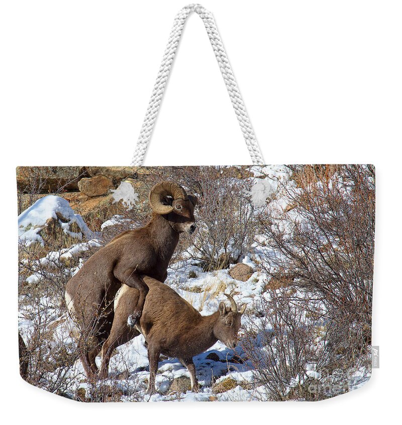 Bighorn Sheep Weekender Tote Bag featuring the photograph The Coupling by Jim Garrison