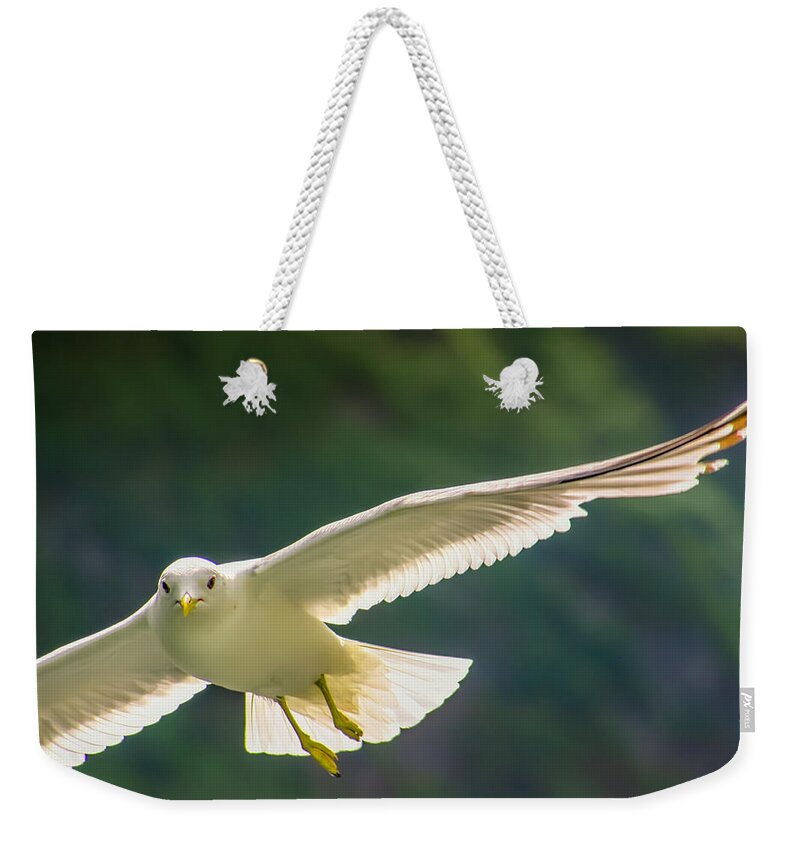 Seagull Weekender Tote Bag featuring the photograph The Elegance of Flight by KG Thienemann