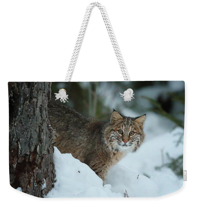 Bobcat Weekender Tote Bag featuring the photograph The Eyes are on Me by Duane Cross