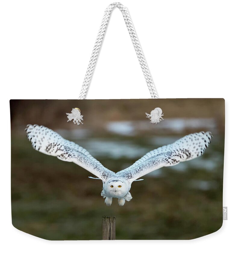 Snowy Weekender Tote Bag featuring the photograph The Eyes of Intent by Everet Regal