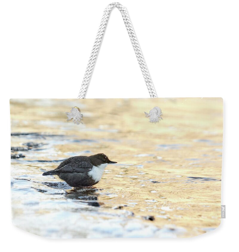 Lehtokukka Weekender Tote Bag featuring the photograph The Golden river. White-throated dipper by Jouko Lehto