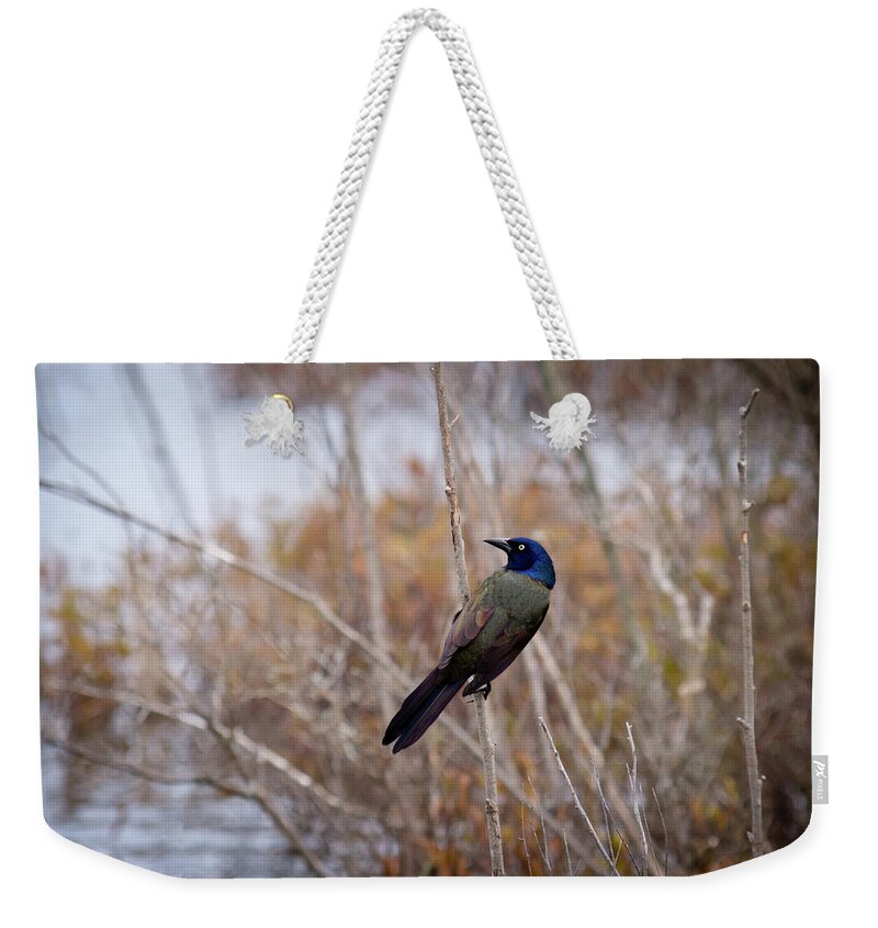 Common Grackle Weekender Tote Bag featuring the photograph The Grackle by Steve L'Italien