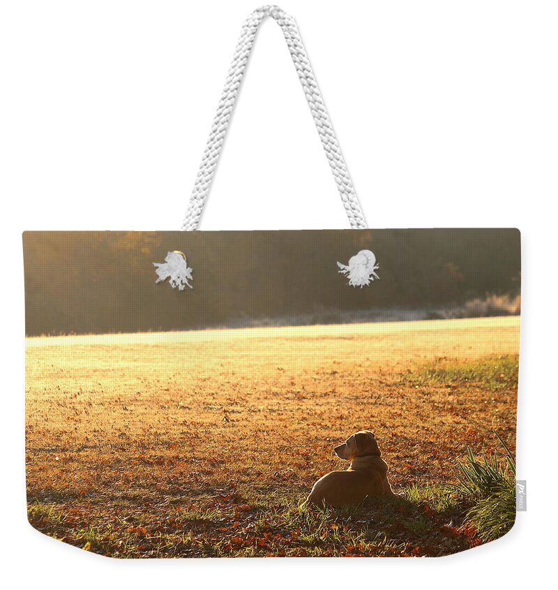 Animals Weekender Tote Bag featuring the photograph The Guardian by Sheila Brown