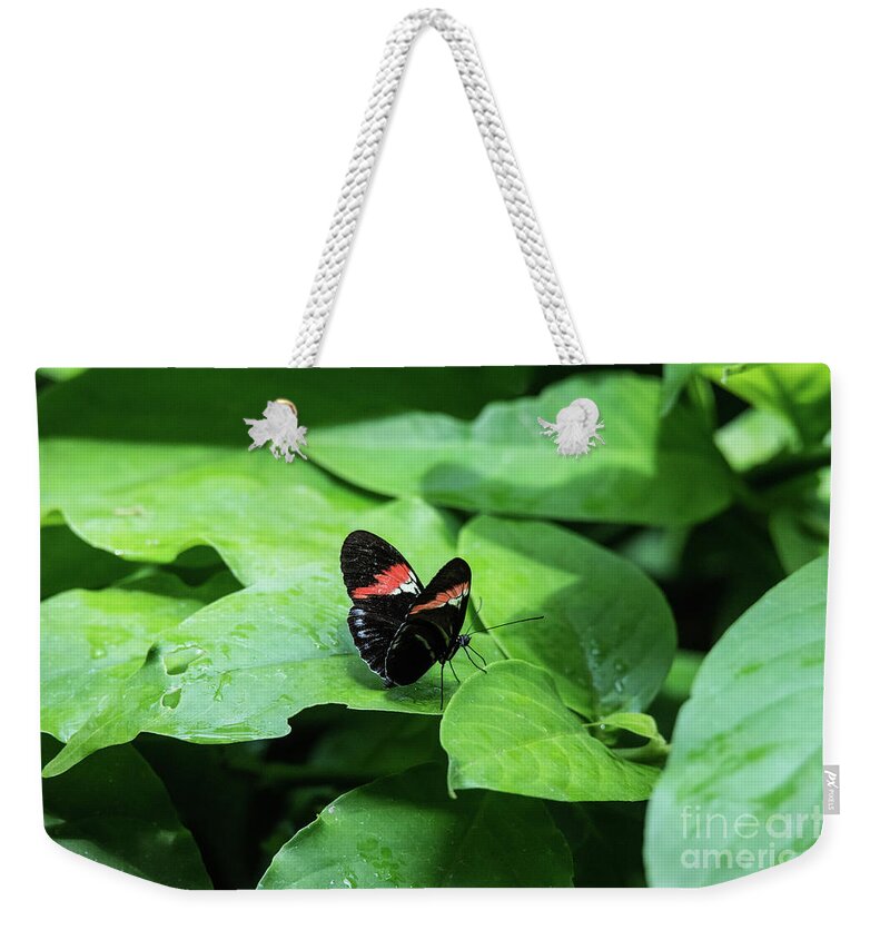 Cincinnati Zoo Weekender Tote Bag featuring the photograph The leaf is my plate by Ed Taylor