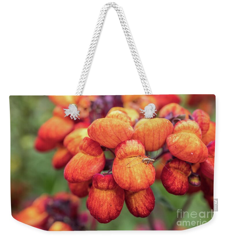 Flowers Weekender Tote Bag featuring the photograph The Little Visitor by Eva Lechner