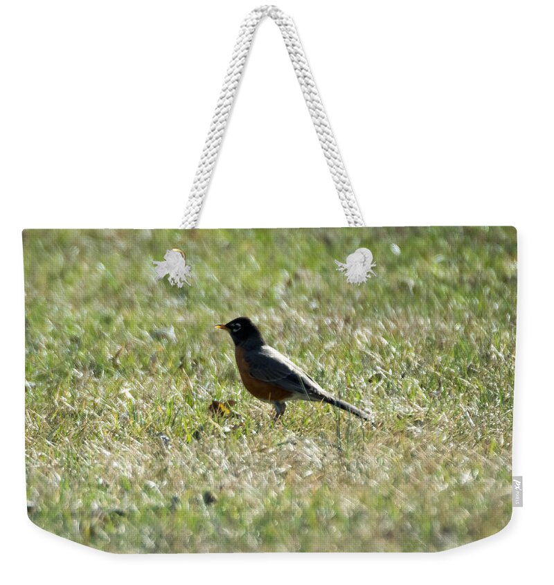 American Robin Weekender Tote Bag featuring the photograph The Lone Robin by Holden The Moment
