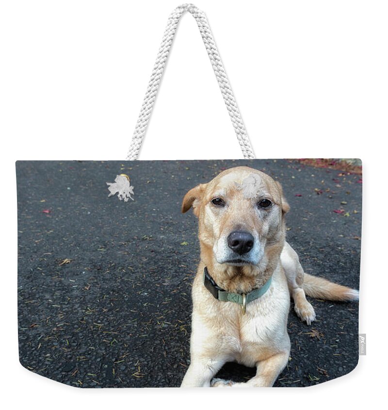 Dog Weekender Tote Bag featuring the photograph The Look You Get When You Won't Play Ball by Belinda Greb