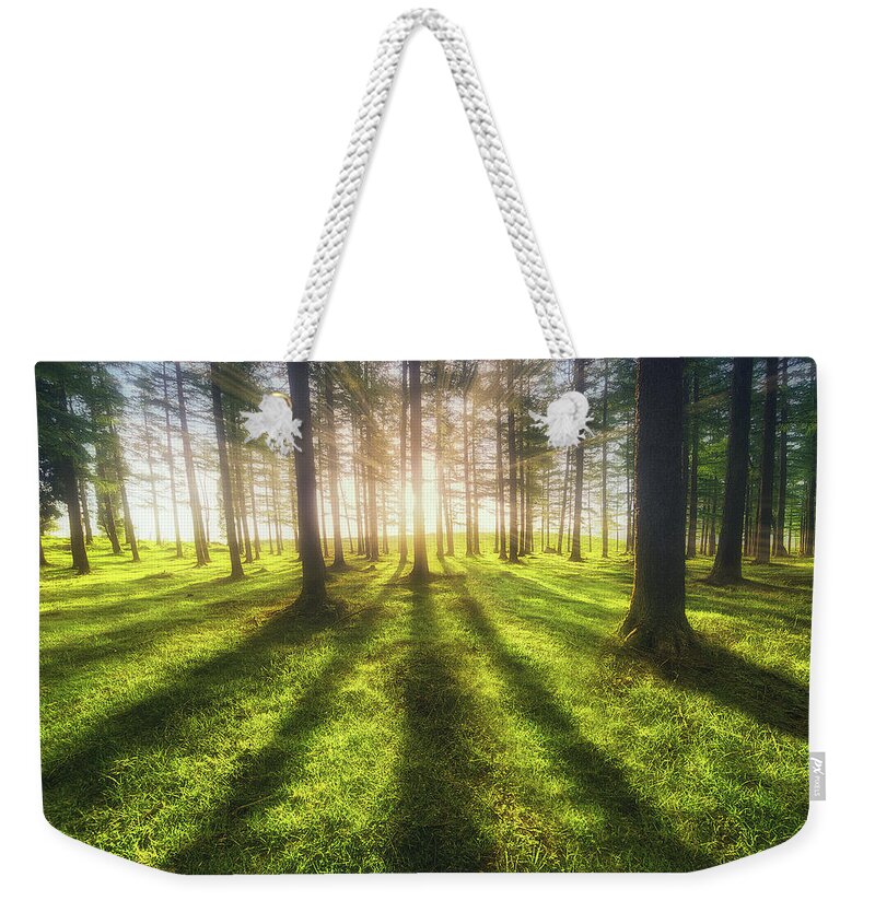 Sun Weekender Tote Bag featuring the photograph The Luminous Forest by Mikel Martinez de Osaba