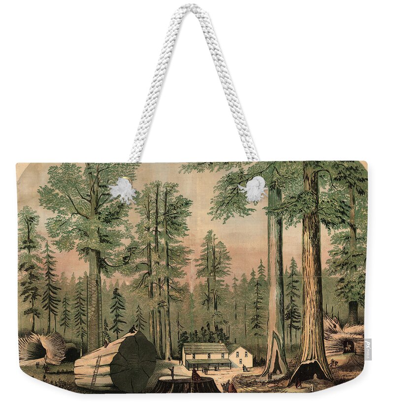 Mammoth Trees Of California Weekender Tote Bag featuring the drawing The Mammoth Trees of California - Giant Sequoia - Historical Print for Nature Lover by Studio Grafiikka