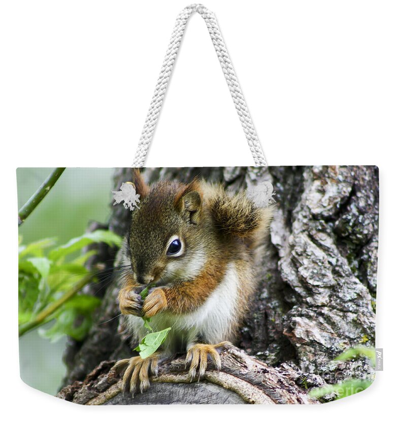 Animal Weekender Tote Bag featuring the photograph The Most Adorable Baby Squirrel by Teresa Zieba
