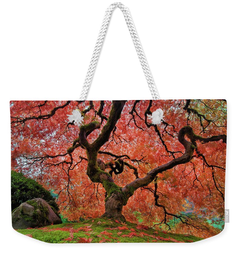Japanese Garden Weekender Tote Bag featuring the photograph The Old Japanese Maple Tree in Autumn by David Gn