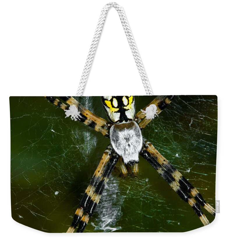 Spider Weekender Tote Bag featuring the photograph The Original Zig-Zag Stitch by Christopher Holmes