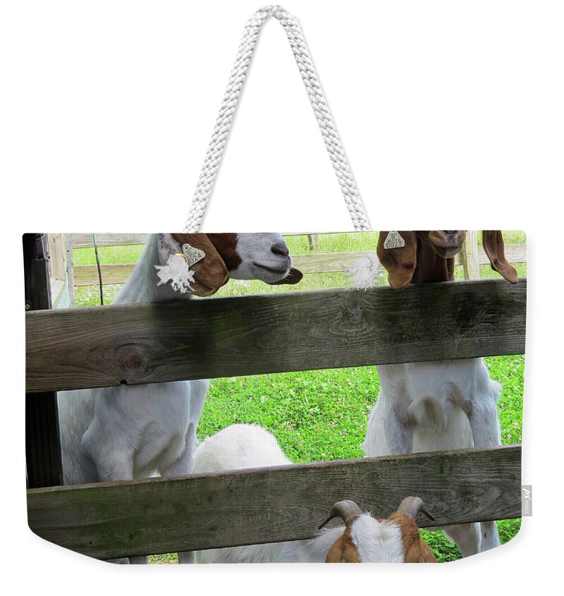 Goats Weekender Tote Bag featuring the photograph The Real Three Billy Goats Gruff by Linda Stern