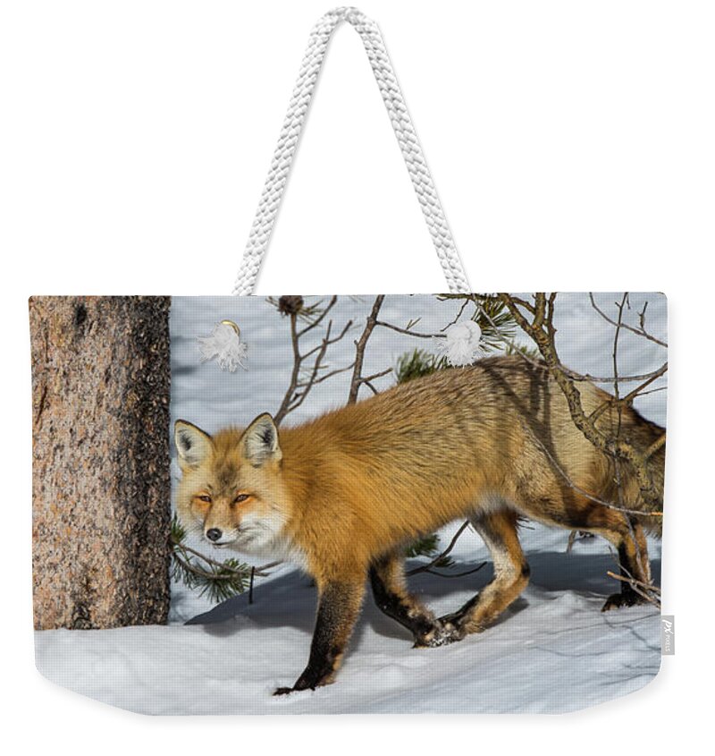 Red Fox Weekender Tote Bag featuring the photograph The Red Fox by Yeates Photography