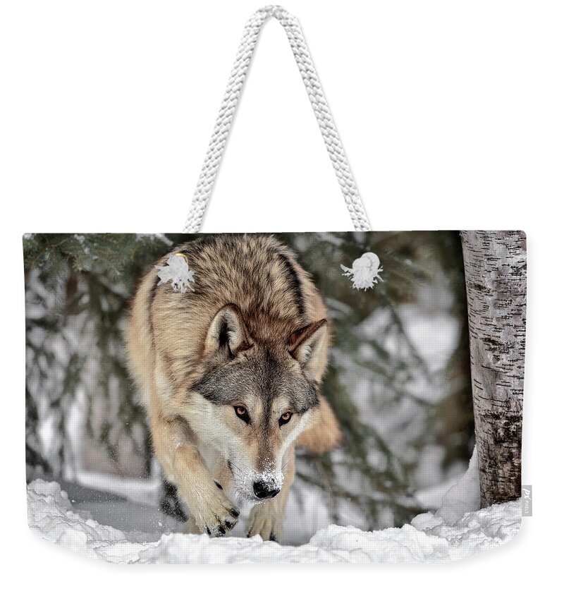 The Seeker Weekender Tote Bag featuring the photograph The Seeker by Wes and Dotty Weber