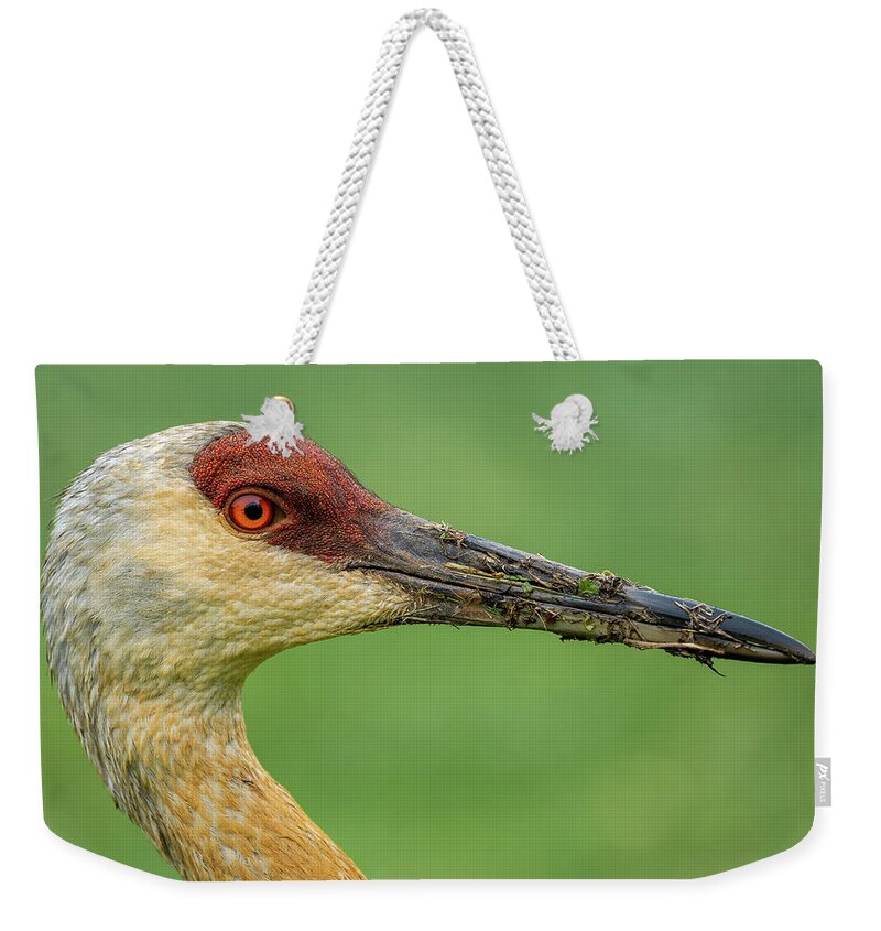 Eye Weekender Tote Bag featuring the photograph The Stare by Brad Bellisle