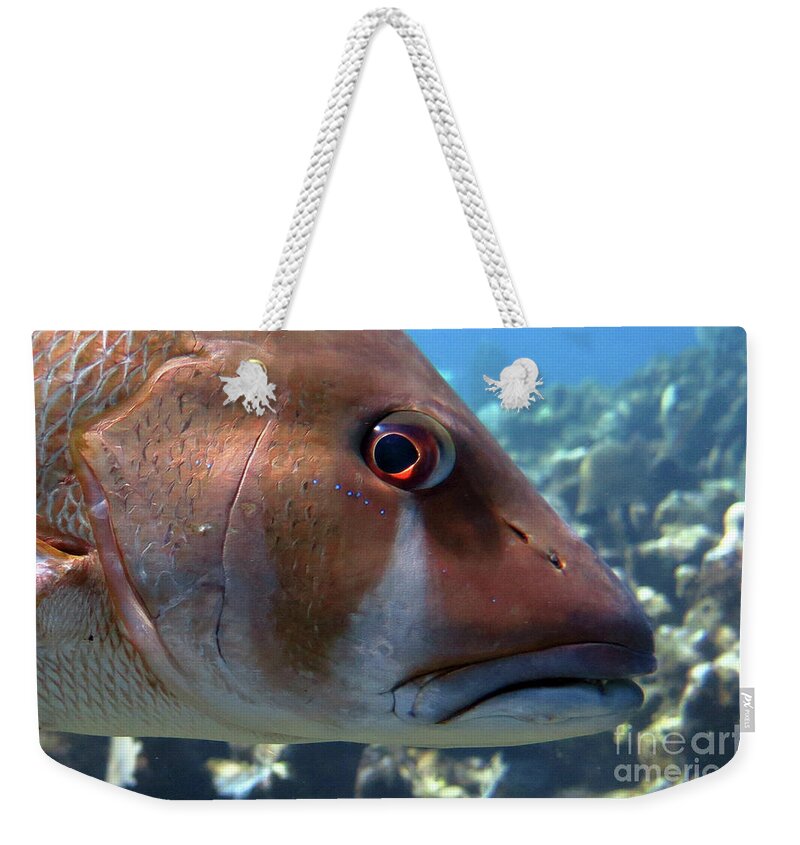 Underwater Weekender Tote Bag featuring the photograph The Tear of a Dog Snapper by Daryl Duda