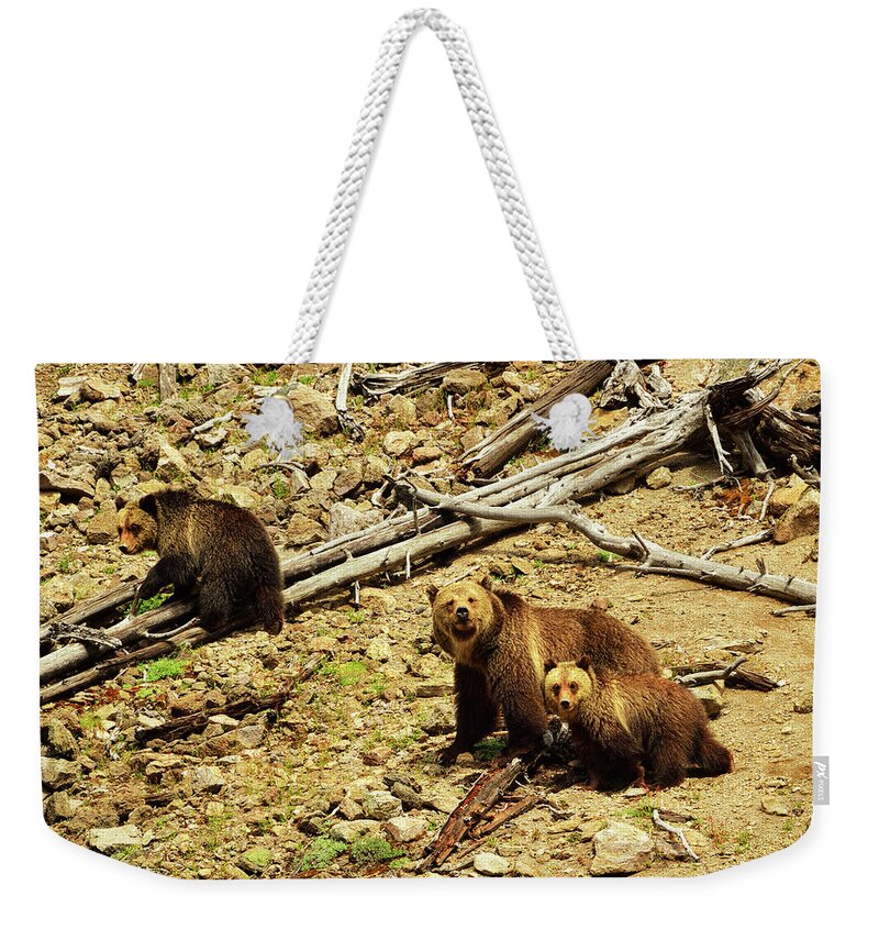Grizzly Bear. Bears Weekender Tote Bag featuring the photograph The Three Bears by Greg Norrell