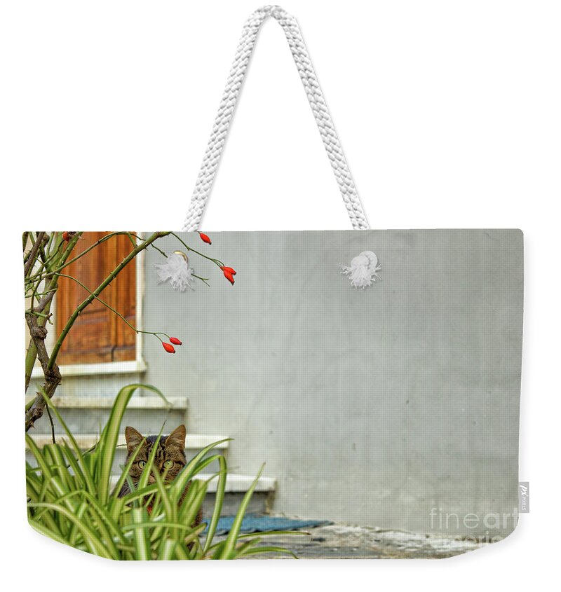 Cat Weekender Tote Bag featuring the photograph The Tiny Predator by Becqi Sherman