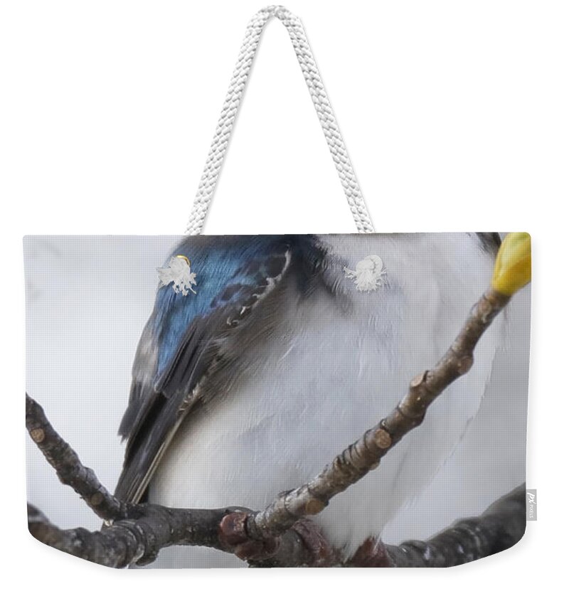 Tree Swallow Weekender Tote Bag featuring the photograph The Tree Swallow Portrait by Michael J Samuels