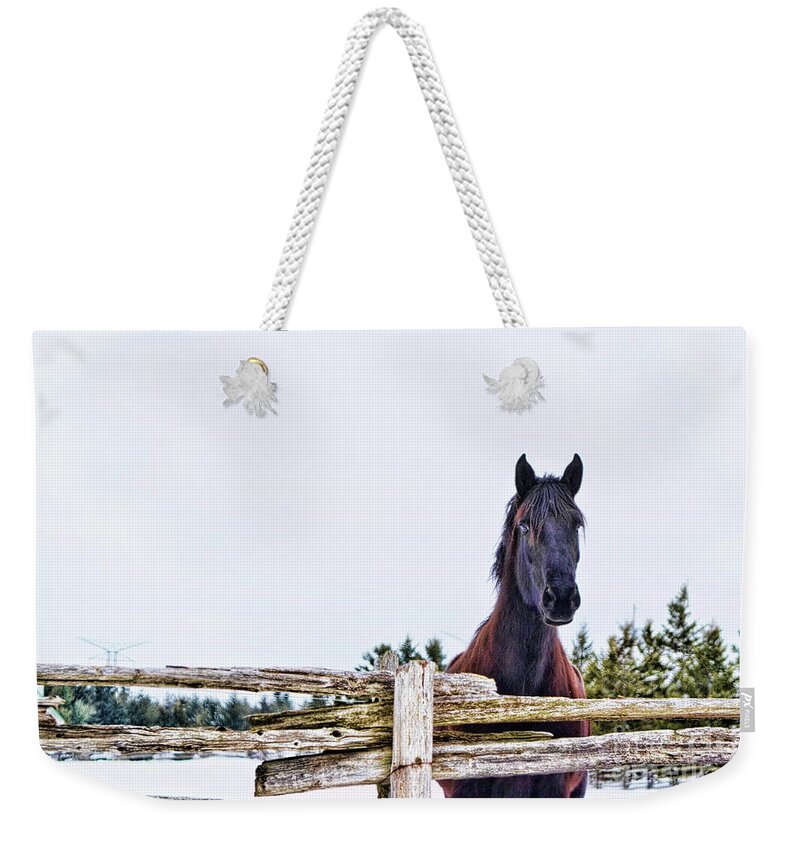 Horse Weekender Tote Bag featuring the photograph The Watcher 2 by Traci Cottingham